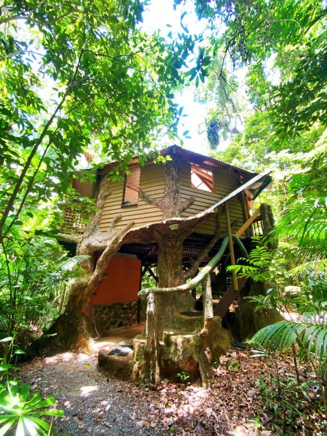 Rainforest Hideaway Cape Tribulation Eksteriør billede