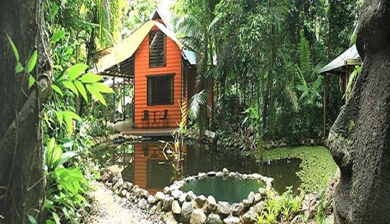 Rainforest Hideaway Cape Tribulation Værelse billede