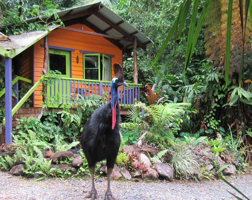 Rainforest Hideaway Cape Tribulation Eksteriør billede